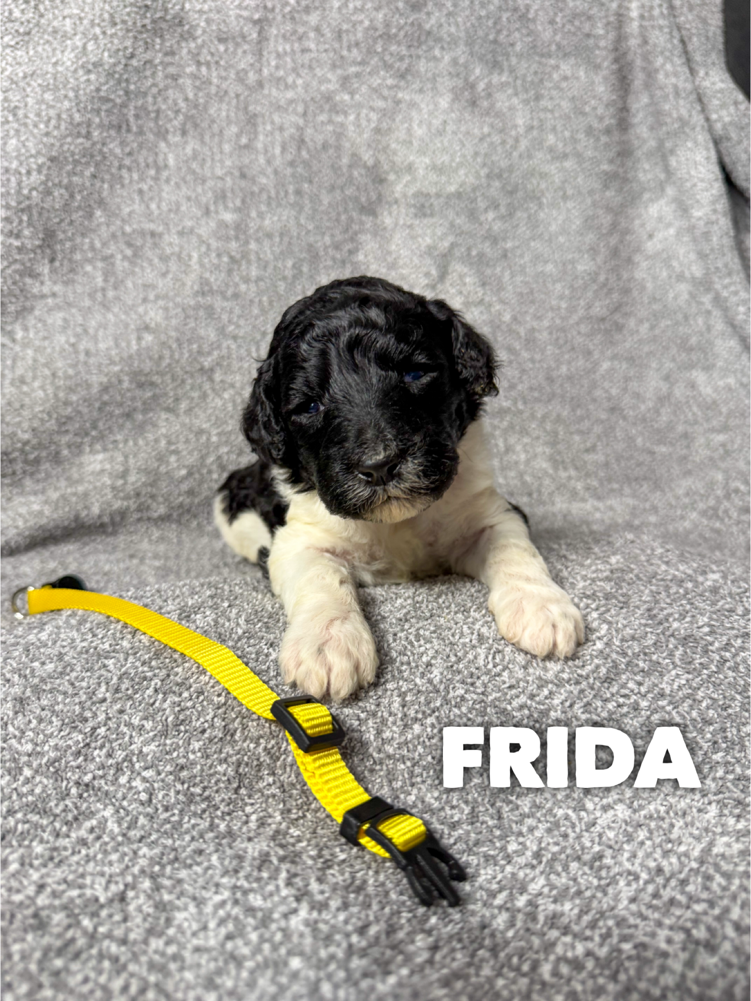 Frida 2